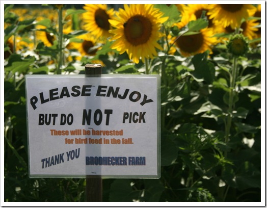 Sunflowers 5