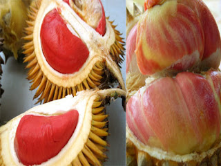 varian durian merah