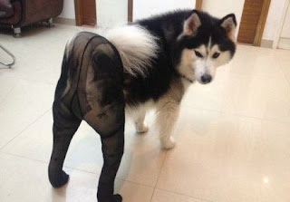 Anjing Canine Memakai Pantyhose