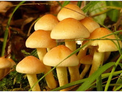 Pengertian, Ciri-Ciri, Stuktur, dan Klasifikasi dari Kingdom Fungi / Jamur