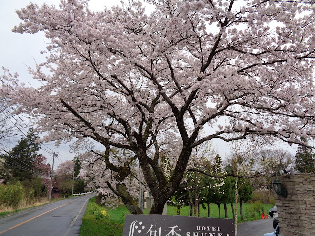 ホテル旬香大山リゾートの前のソメイヨシノ桜