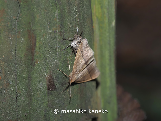 クロスジフユエダシャク　交尾