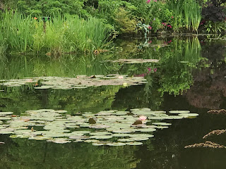 Ninféias no jardim aquático