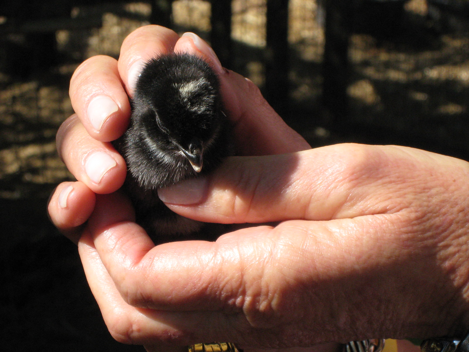 As you can see we were in the company of stars! These chicks were no ...