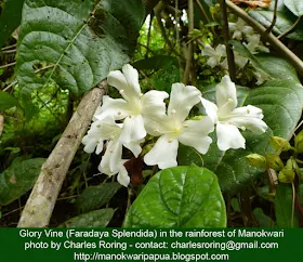 Glory Vine (Faradaya splendida)