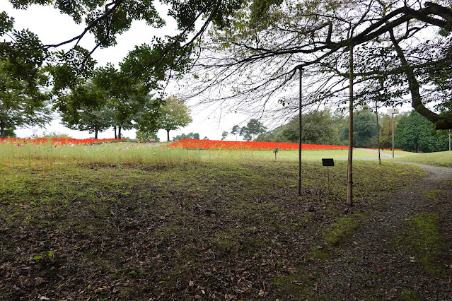 鳥取県西伯郡南部町鶴田　とっとり花回廊　花の丘