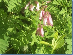 DSCN2054