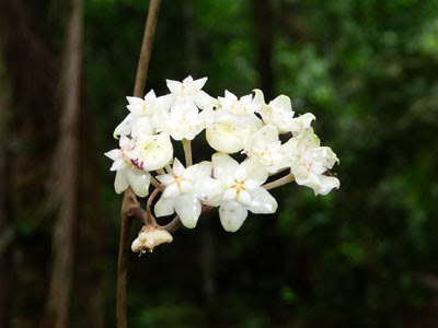 Hoya verticillata