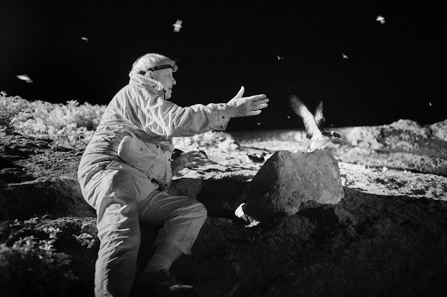 Sir David Attenborough sat on a rock looking at a Manx shearwater. Image is in black and white.