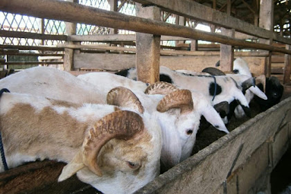 peternakan kambing bogor