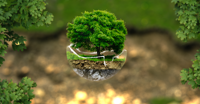 Tree Manipulation PhotoShop Full Video