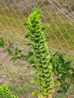 Bells of Ireland