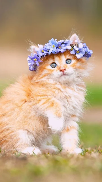 Gatinho Laranja com Flores