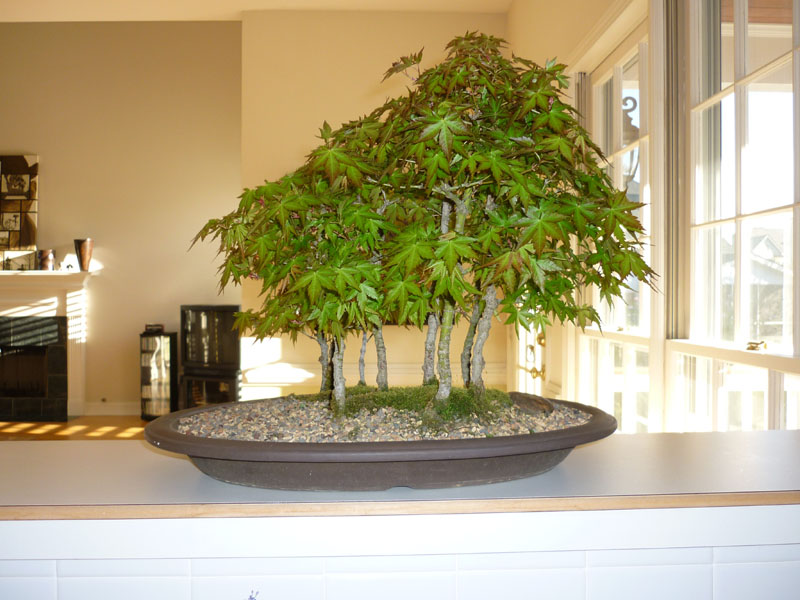 laceleaf japanese maple bonsai. japanese maple bonsai for sale