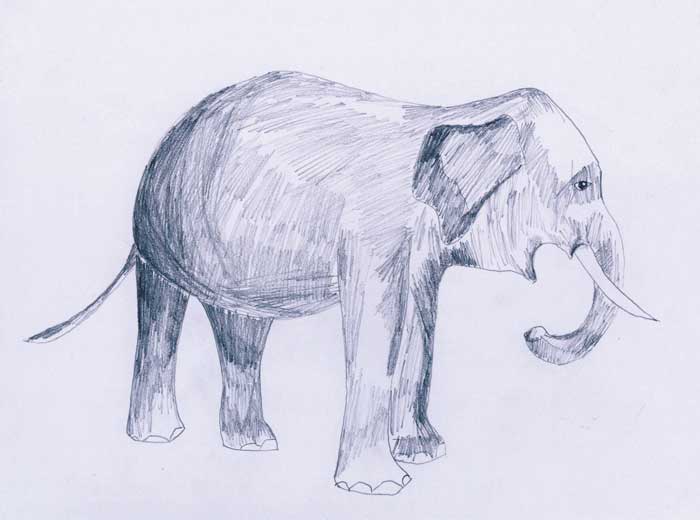 Menggambar Gajah Belajar Menggambar