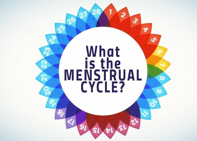 Menstrual Cycle & Nutrition
