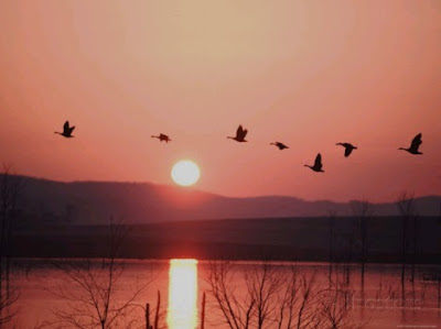 Geese Flying 