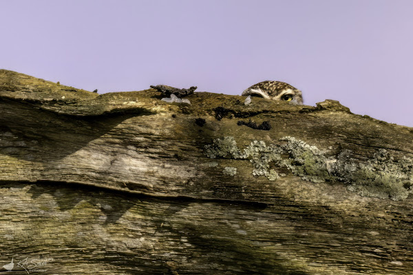 Little owl