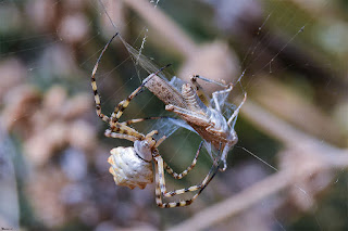 araña-tigre-argiope-lobata-con-saltamontes-