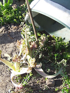 Blanched sea kale shoots