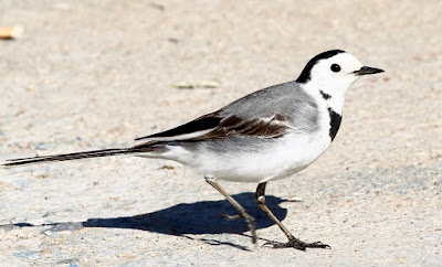 White Wagtail