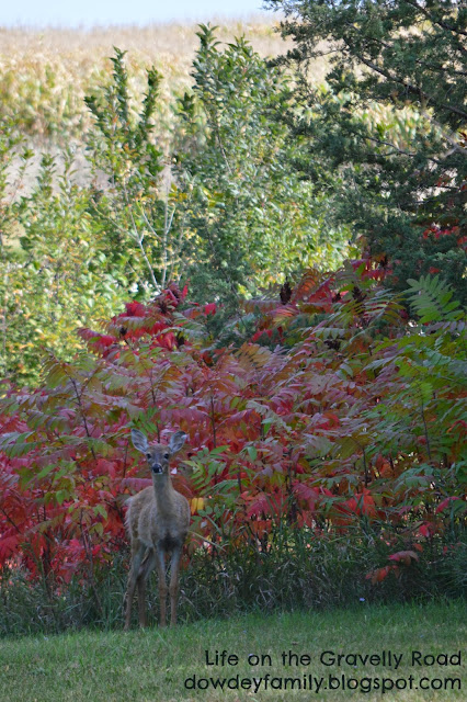 young deer standing in front of fall colors