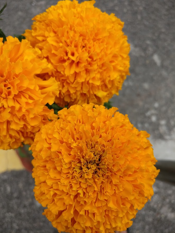 Common Flowers Found in Nepal