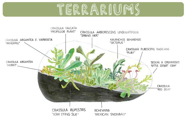 terrariums_botany_factory_succulents