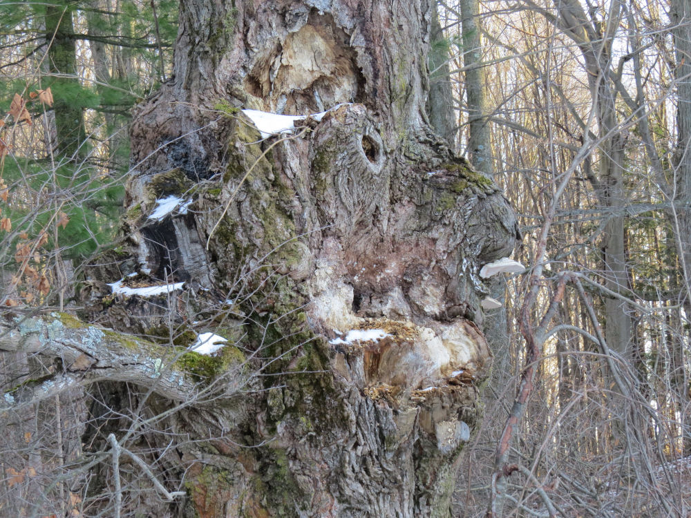 discovered face in a tree