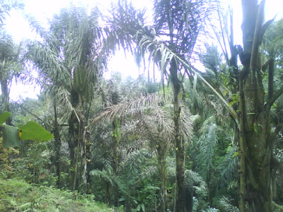 Pohon Sedaro Putih atau di kenal dengan Pohon Enau di desa 