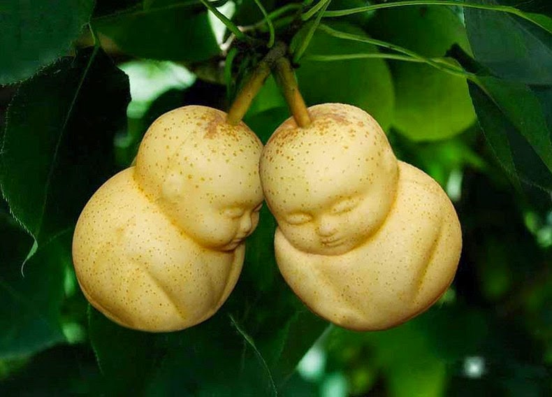 fruit-mould-6 fruit-mould-6