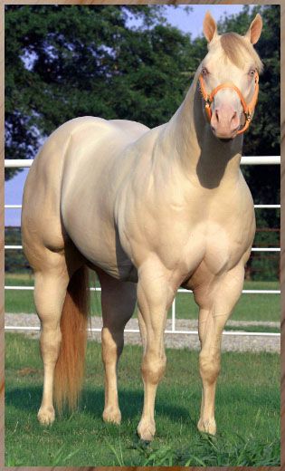 Fotografia de caballo beige 