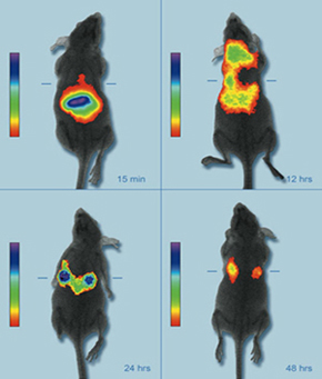 Modelo de ratón en el que se observa la acumulación de nanopartículas fluorescentes en el infrarrojo cercano en un tumor de cáncer de pecho