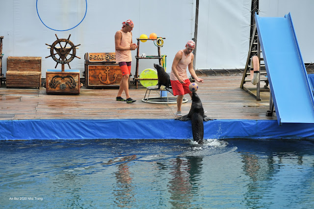 Thưởng thức show Hải Cẩu tại Sỏi Island (Hồ Cá Trí Nguyên)