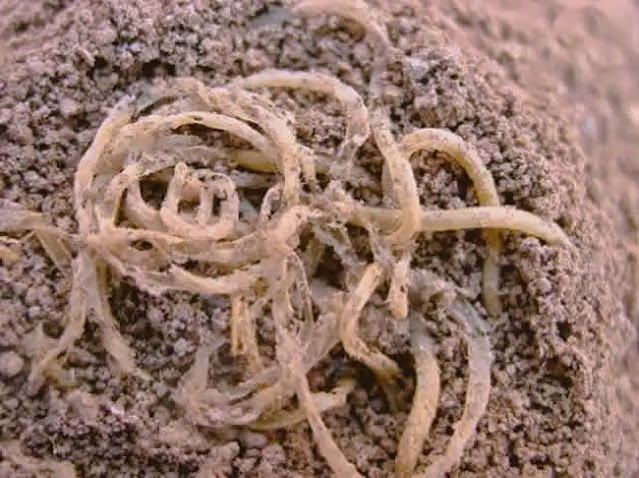 A Yellow River Artifact Ends The Noodle Debate
