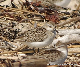 Semipalmated Sandpipers and Semipalmated Plovers