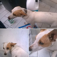 cane femmina adozione piccola taglia Caserta