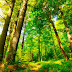 Fungsi dan manfaat hutan secara Ekonomi,Klimatologis dan Ekologis