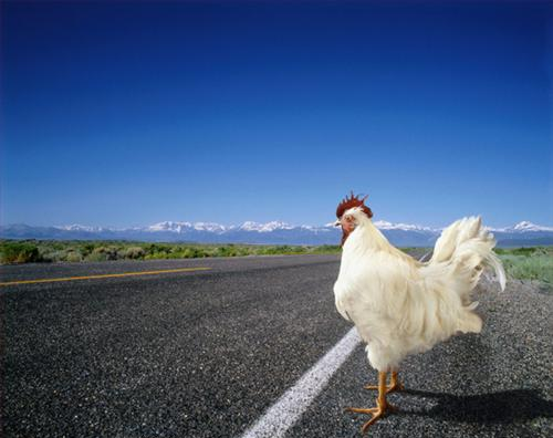 Chicken Road.png