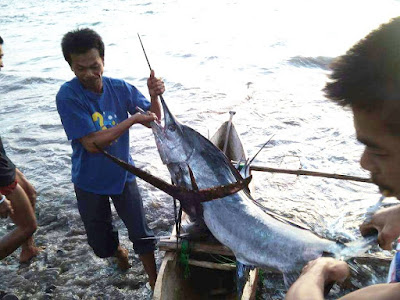 Mendapatkan Ikan marlin Dengan Alat Sederhana