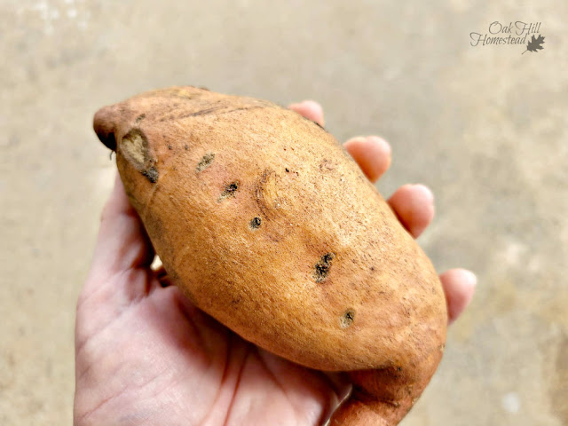A woman's hand holding a homegrown sweet potato tuber