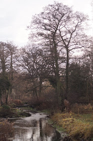 Photographs of weeds in December