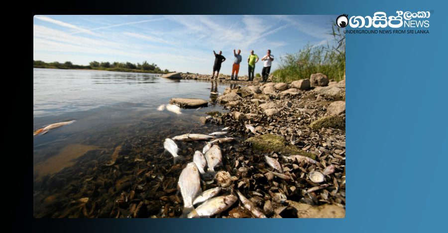 order-river-fish-issue order-river-fish-issue