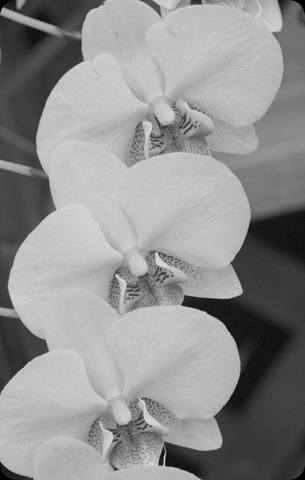 B&W Orchids