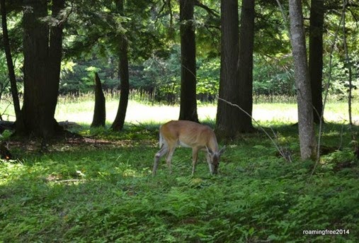 A deer on the trail