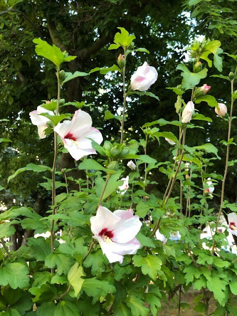 Hibiscos da Siria