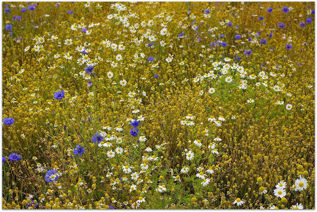 Plantas Naturales cuidar piel