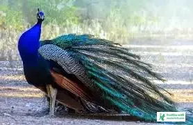 ময়ূরের ছবি ডাউনলোড - ময়ূর পাখি ছবি hd - ময়ূরের ওয়ালপেপার - peacock picture - NeotericIT.com - Image no 1