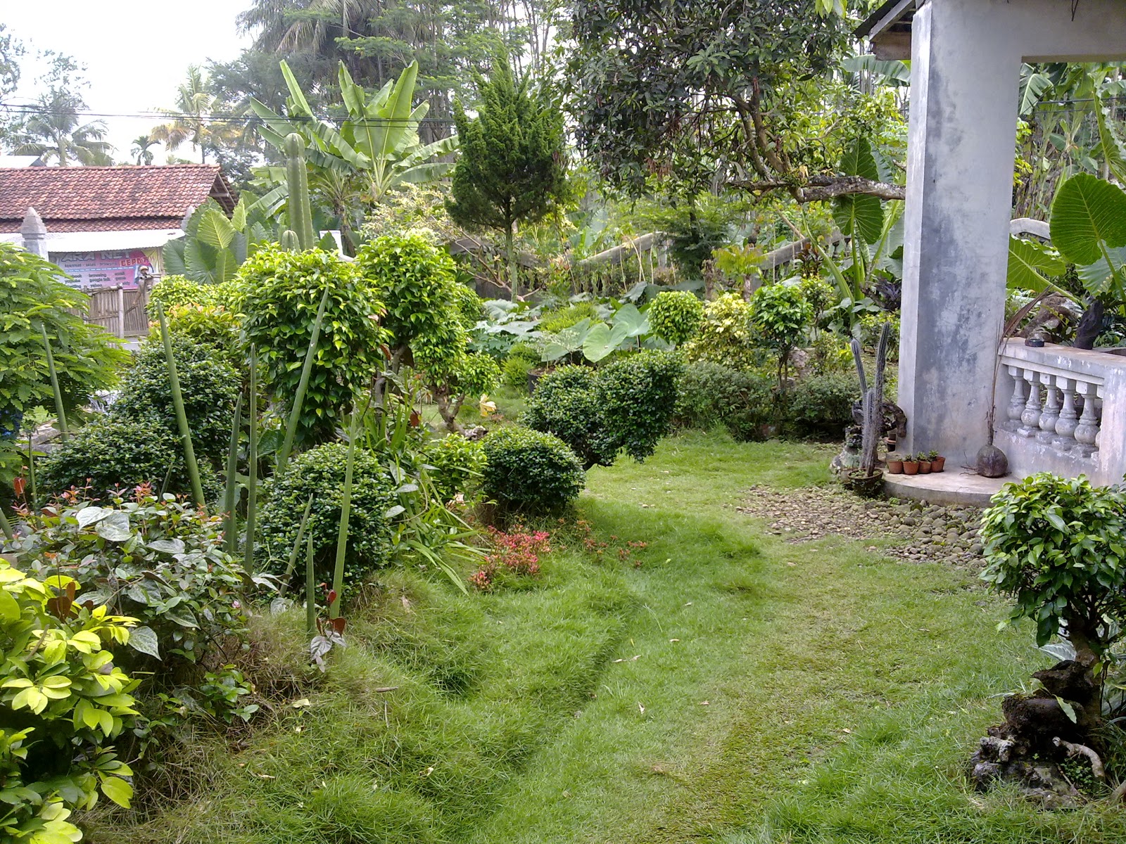 Indonesia Tourism Perawatan Rumput Taman Untuk Rumah Minimalis