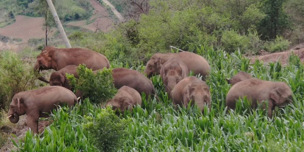China's wild elephants head to safety after long trek